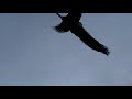 peacock takes flight filmed by tim sabatino in shadow hills california