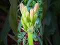 Bush Lily  #shortvideo #bushlily #dantesgarden