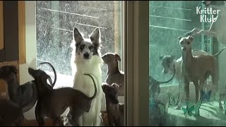 ボーダーコリー犬はグレイハウンドの分隊で一人でとても間違っていると感じています（パート1）|クリッタークラブ