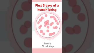 5 first amazing days of a human. Zygote to Blastocyst. #pregnant #shortsvideo  August 30, 2024