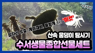 산속 웅덩이 수서생물관찰 수서곤충 채집 물방개 게아재비 송장헤엄치개