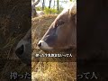 【家畜】肉なる牛に愛着は沸く？　 農家 畜産 スギノメディア 牛乳 政策 北海道 牛 農業 愛情 ミルク