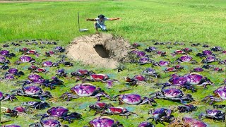 Wow! it's amazing in the green pasture that farmers find so many crabs in the hole