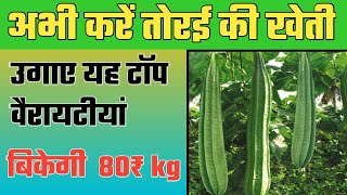 सर्दियों में करे तोरई की खेती ताकि मिले डबल भाव | ridgegourd farming |