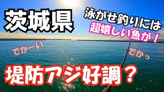 デカアジ好調？茨城県にある堤防でアジ釣り 色々狙える堤防で大物狙いの泳がせ釣りチャレンジしたら超嬉しい魚が！