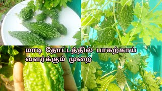 மாடி தோட்டத்தில் பாகற்காய் வளர்ப்பது எப்படி?