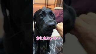 【挑戦】歯磨きガムを上手に食べる犬🐶#ラブラドールレトリバー #黒ラブ #labrador #ラブ活 #cutedog