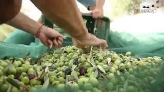 Harvest at the Olive Alive Estate