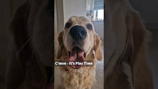 Cutest Thing You'll See Today: My Golden Retriever's Playtime!