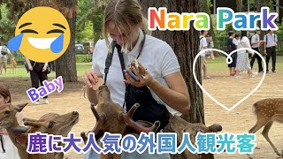 鹿に大人気の外国人観光客❤️可愛いバンビからお尻せめる鹿ちゃん大爆笑😀奈良公園🦌