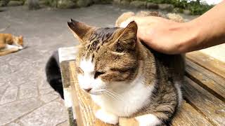 公園のベンチに座っていた野良猫に近づいて撫で撫でしたら他の猫も集まってきて猫カフェ状態に