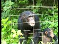 safe chimpanzee rescue