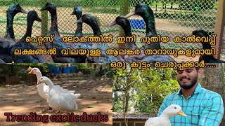 ലക്ഷങ്ങല്‍ വിലയുള്ള ആലങ്കര താറാവുകളുമായി ഒരു കൂട്ടം ചെറുപ്പക്കാ‍ർ|| Different Exotic Ducks in Kerala