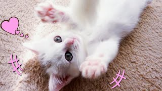 生後2ヶ月の元気な短足子猫　Powerful kitten of Munchkin!