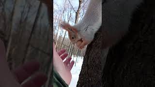 Эта белка любит грецкие орехи / This squirrel loves walnuts