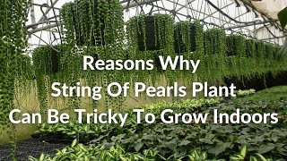 8 Reasons Why String Of Pearls Can Be Tricky To Grow Indoors / Joy Us Garden