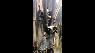 花花上树后在树杈上板来板去，小脚脚好可爱😄 After climbing on the tree, HeHua upside down hung on the tree branch #Shorts