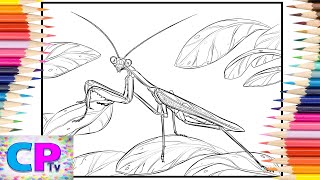 Mantis Coloring Pages/Beautiful Mantis/Insects Coloring/Elektronomia - Sky High [NCS Release]