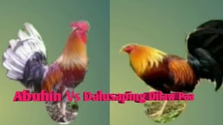 Abuhin Vs Dalusaping Dilaw Paa Kulay Kontra pilo Part 5 Senyales Ng Manok Pangsabong / JohmTV