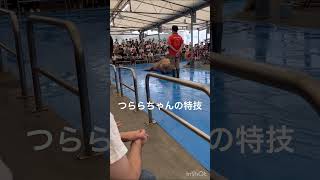 セイウチつららちゃんの特技⭐️鳥羽水族館🐟