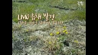 [경향신문] 죽여도 안 죽는 ‘괴물 유채’ 또 등장