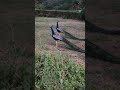 peacocks sound #youtubeshorts #naturelovers #peacock #mor #viral @petsvee @PeacockKids