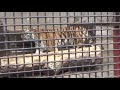 2019.3.17 宇都宮動物園☆トラのアズサちゃんお誕生日会_01