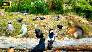 Cat TV for Cats to Watch 😺 Unlimited Little Birds and their Squirrel Friends (4K HDR) 10 hours