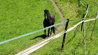 Abalon Menorquín horse