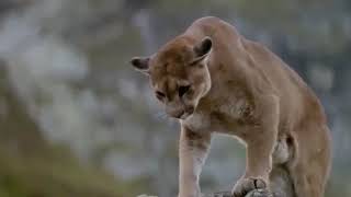 ឯកសារសត្វខ្លាឃ្មុំ,Bears protect their cubs from lions