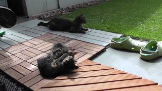 白しま子猫、母猫が戻ってうれしい　kitten and mother