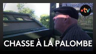 Chasse : la palombe, une maladie incurable