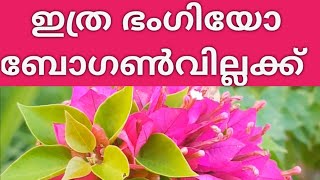 different colours of Bougainvillea//  ബോഗൺവില്ല// വിവിധ കളറിലുള്ള ബോഗൺവില്ല 💕