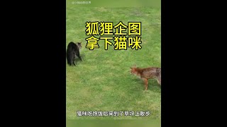 狐狸溜進院子，企圖對貓咪下手！這把貓咪嚇壞了！ #動物世界看人生百態 #貓咪 #狐狸 #野生動物