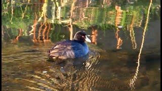 オオバン狛江地区2025 01 02 #オオバン #野鳥 #birds #wildlife #nature #自然観察ぶらり散歩