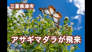 【4K】三重県津市にアサギマダラが飛来