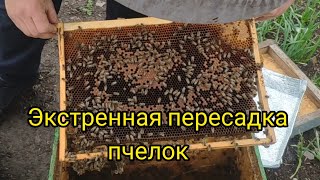 Экстренная пересадка пчёл! 🐝🐝