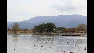 小さな窓の花ごよみ 431 水原 瓢湖の白鳥 ♪バッハ：ゴールドベルグ変奏曲：奥村愛 ♪