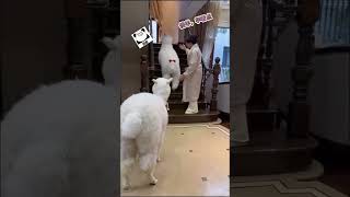 把羊驼打扮的漂漂亮亮去拿快递，看它会不会哭 #羊驼 #alpaca #animals #animalslover