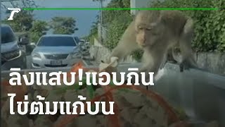 ลิงแสบ! แอบกินไข่ต้มแก้บนหลวงพ่อโสธร | 10-11-64 | ตะลอนข่าว