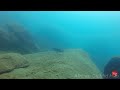 Male Dimidiochromis kiwinge Protecting fry - Nkhata bay - Lake Malawi