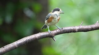 権現山バードサンクチュアリのヤマガラ（幼鳥）のぎこちない水浴び　その２２（4K60P動画）