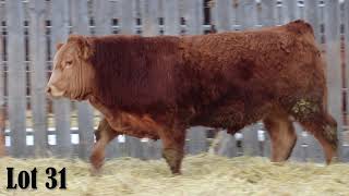 Hillview Farms Bull \u0026 Female Sale 2020 Lot 31 Hillview Great One 12G