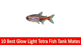 10 Best Glow Light Tetra Tank Mates For Freshwater Aquariums