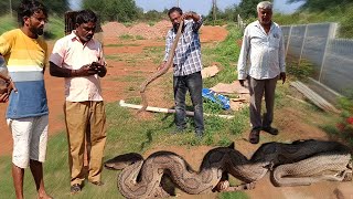 ಮದೀಯಾಳದಲ್ಲಿ ರಕ್ಷಣೆ ಮಾಡಿದ ಭಯಂಕರ ದೊಡ್ಡದಾದ ರಸೆಲ್ ವೈಪರ್ ಕೊಳಕಮಂಡಲ