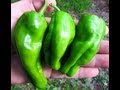 Pimiento de Padron - Refining Fire Chiles - Pod Review #13