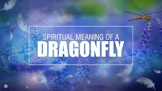 Angel Sign – The Spiritual Meaning of Dragonfly 🌟👼