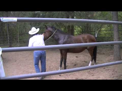 Catching a Wild Horse Catching a Wild Horse