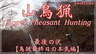 令和2年2月15日 山鳥猟 (Copper Pheasant Hunting) 鳥猟最終日の本気編　その⑤  with フランスブルトン