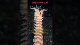 Bobbit Worm | The Nightmare Of The Deep